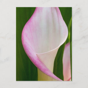 Calla Pano Postcard