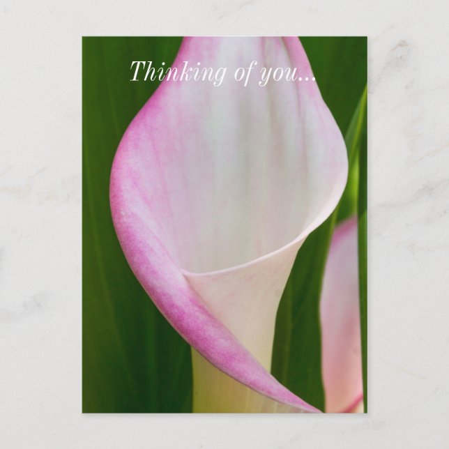 Calla Pano Thinking Of You Postcard (Front)