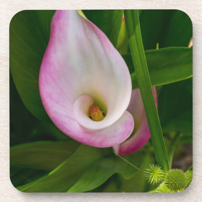 Calla Roll Coaster (Front)