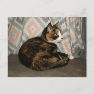 Callie Cat on Sofa Postcard
