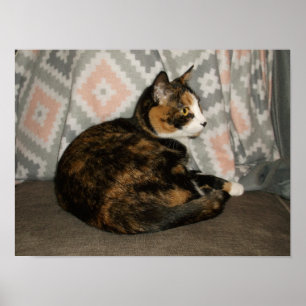 Callie Cat on Sofa Poster