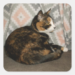 Callie Cat on Sofa Square Sticker