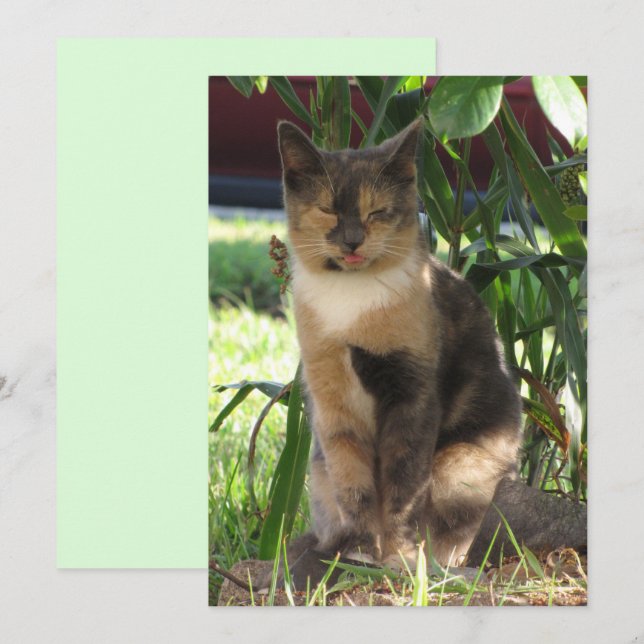 Callie Muffin the Silly Stray Cat Flat Card (Front/Back)
