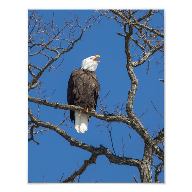 Calling Bald Eagle Photo Print (Front)