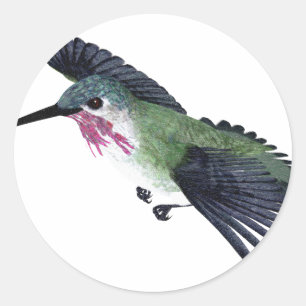 Calliope Hummingbird Classic Round Sticker