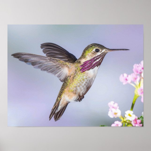 Calliope Hummingbird Flying in Purple & Pink Poster (Front)