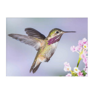 Calliope Hummingbird Flying Purple & Pink Acrylic Print