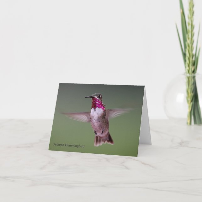 Calliope Hummingbird Note Card (Front)