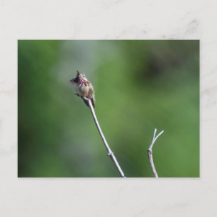 Calliope Hummingbird Postcard