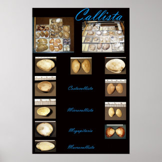 Callista Poster