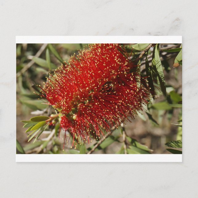 CALLISTEMON RED BOTTLE BRUSH TREE FLOWER AUSTRALIA POSTCARD (Front)