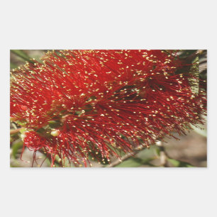 CALLISTEMON RED BOTTLE BRUSH TREE FLOWER AUSTRALIA RECTANGULAR STICKER