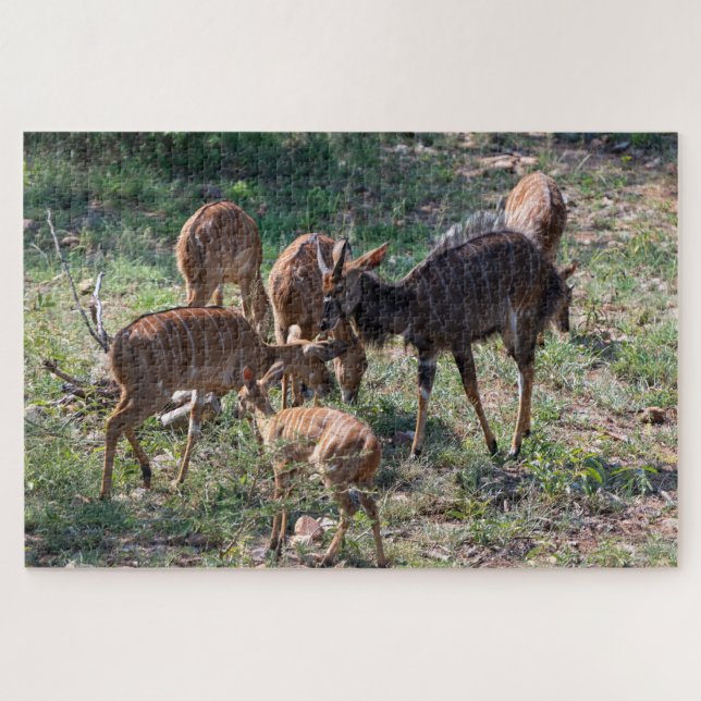 Calm Antelope – African Nature Jigsaw Puzzle (Horizontal)