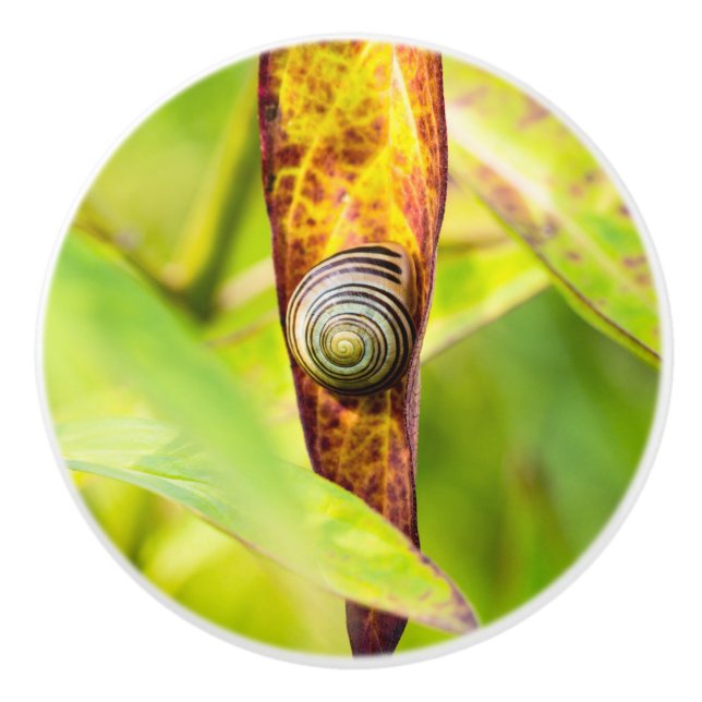 calm attachment ceramic knob (Front)