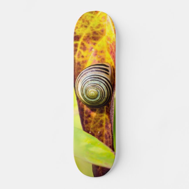 calm attachment skateboard (Front)