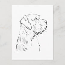 Calm Labrador Retriever Postcard