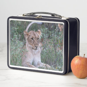 Calm Lioness – Safari Wildlife Moment Metal Lunch Box