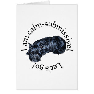 Calm Scottish Terrier