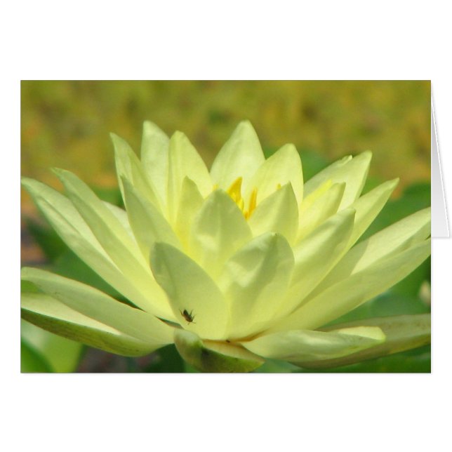 Calming (Front Horizontal)