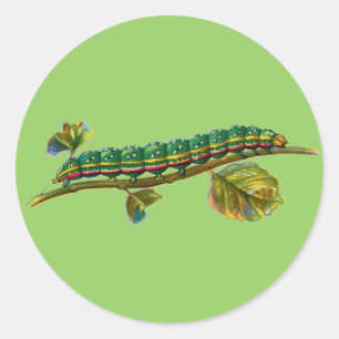 Calocampa vetusta caterpillar classic round sticker