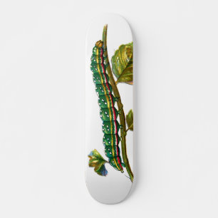 Calocampa vetusta caterpillar skateboard