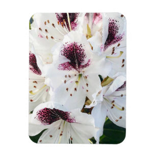 Calsap Rhododendrons Magnet