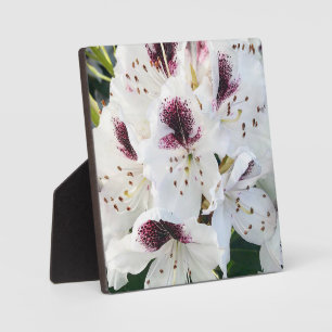 Calsap Rhododendrons Plaque