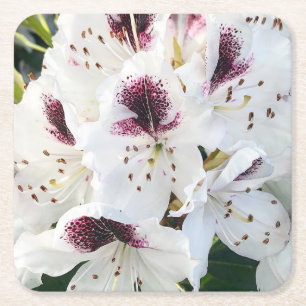 Calsap Rhododendrons Square Paper Coaster