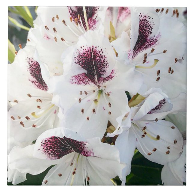 Calsap Rhododendrons Tile (Front)