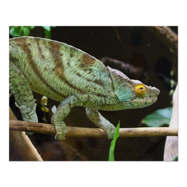 Calumma Parsonii Poster (Front)