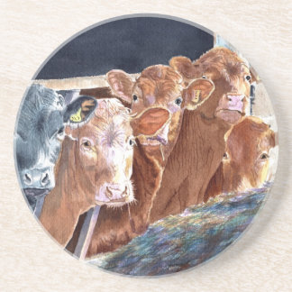 Calves at Brunch Coaster