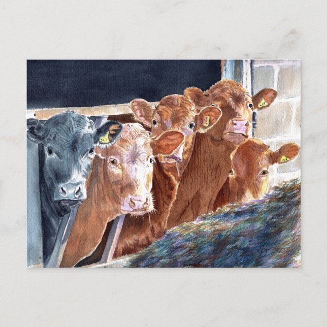 Calves at Brunch Postcards (Front)