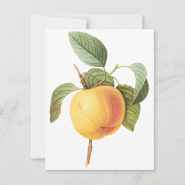 Calville Apple by Pierre Redoute Invitation (Front)