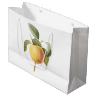 Calville apple(Malus sp.) by Redouté