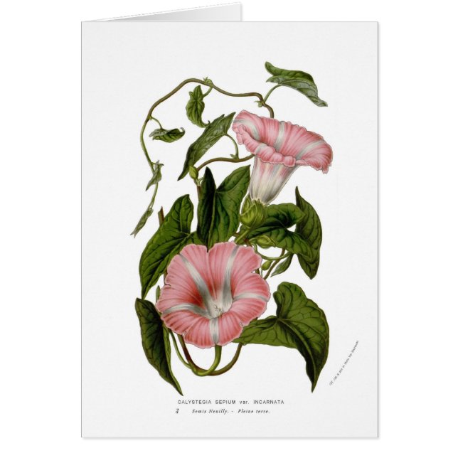 Calystegia sepium var. incarnata (Front)