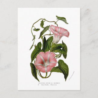 Calystegia sepium var. incarnata postcard