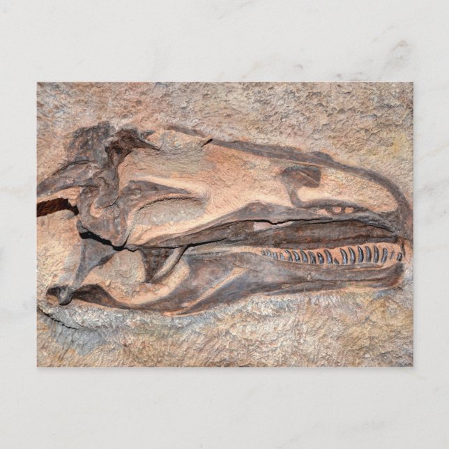 Camarasaurus Skull - Dinosaur National Monument Postcard (Front)