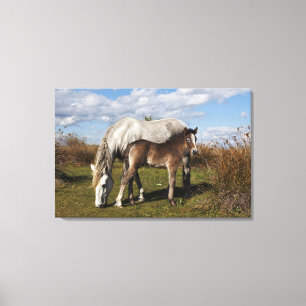 Camargue Horse Foal with Mother Canvas Print