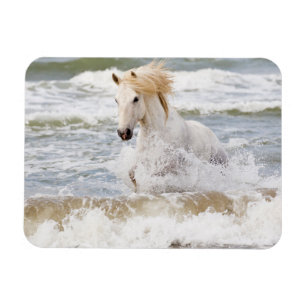 Camargue Horse in the Surf Magnet