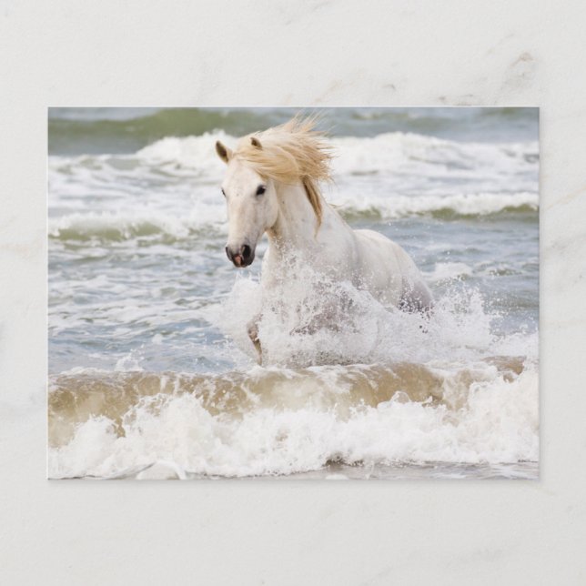 Camargue Horse in the Surf Postcard (Front)