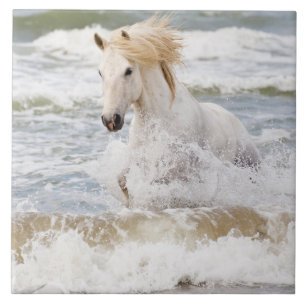 Camargue Horse in the Surf Tile
