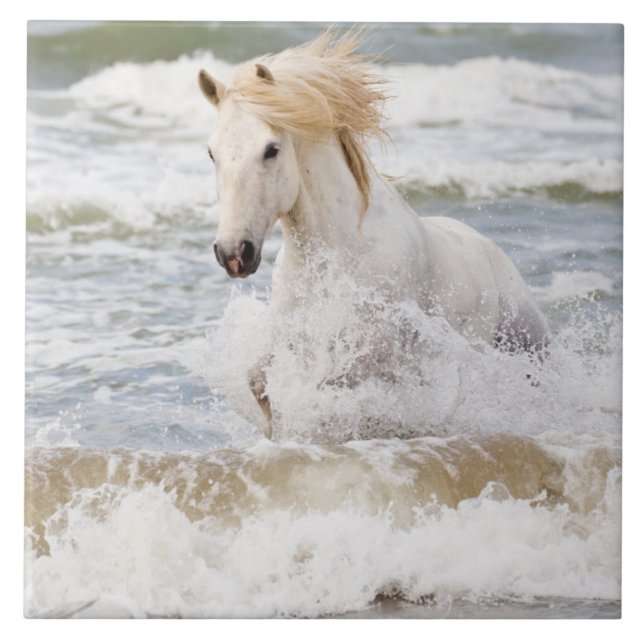 Camargue Horse in the Surf Tile (Front)