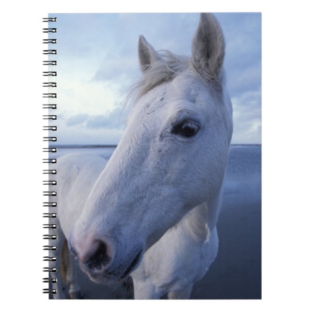 Camargue Horse Notebook (Front)