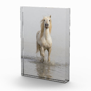 Camargue Horse Running in Water Photo Block