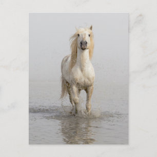Camargue Horse Running in Water Postcard