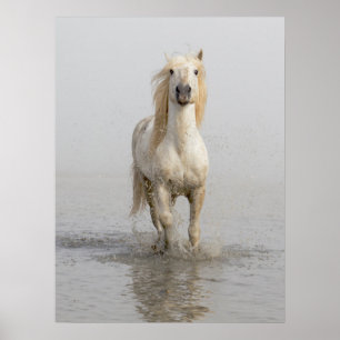 Camargue Horse Running in Water Poster