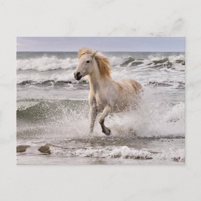Camargue Horse Running out of Surf Postcard (Front)