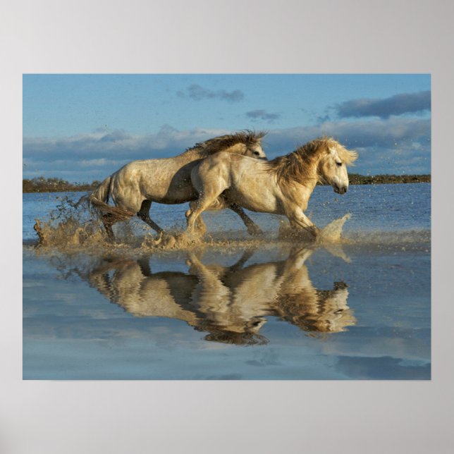Camargue Horses and Reflection, Southern France Poster (Front)