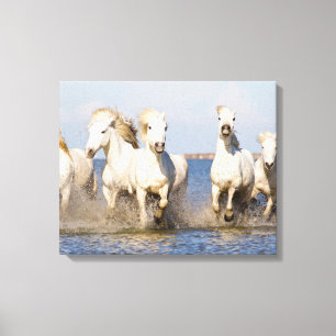 Camargue Horses Canvas Print