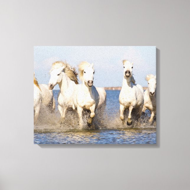 Camargue Horses Canvas Print (Front)